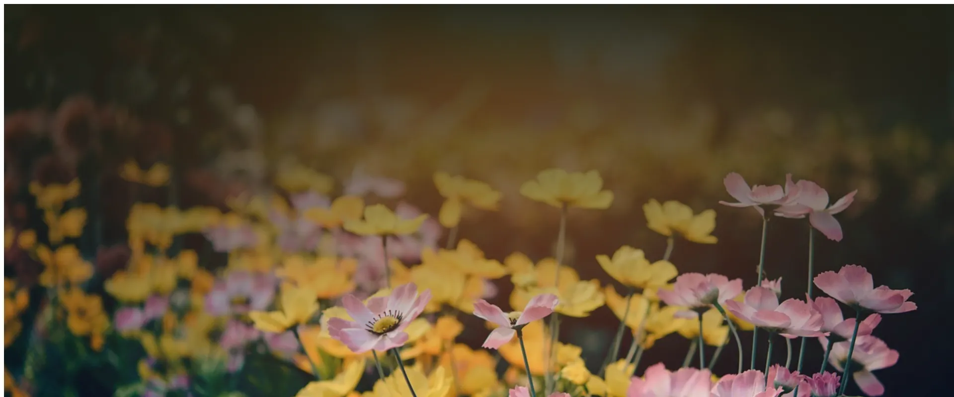 Welche Bodendecker sind ideal für pflegeleichte Gärten?
